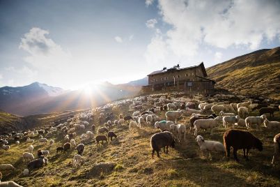 Martin Busch Schafübertrieb Martin Busch Schafübertrieb