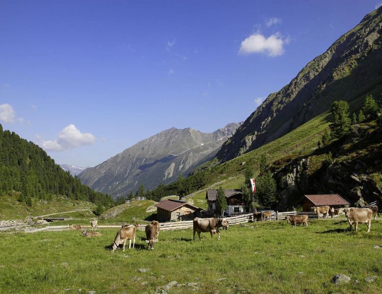 Weide - © unbekannt, Sulztalalm, C Copyright - alle Rechte vorbehalten