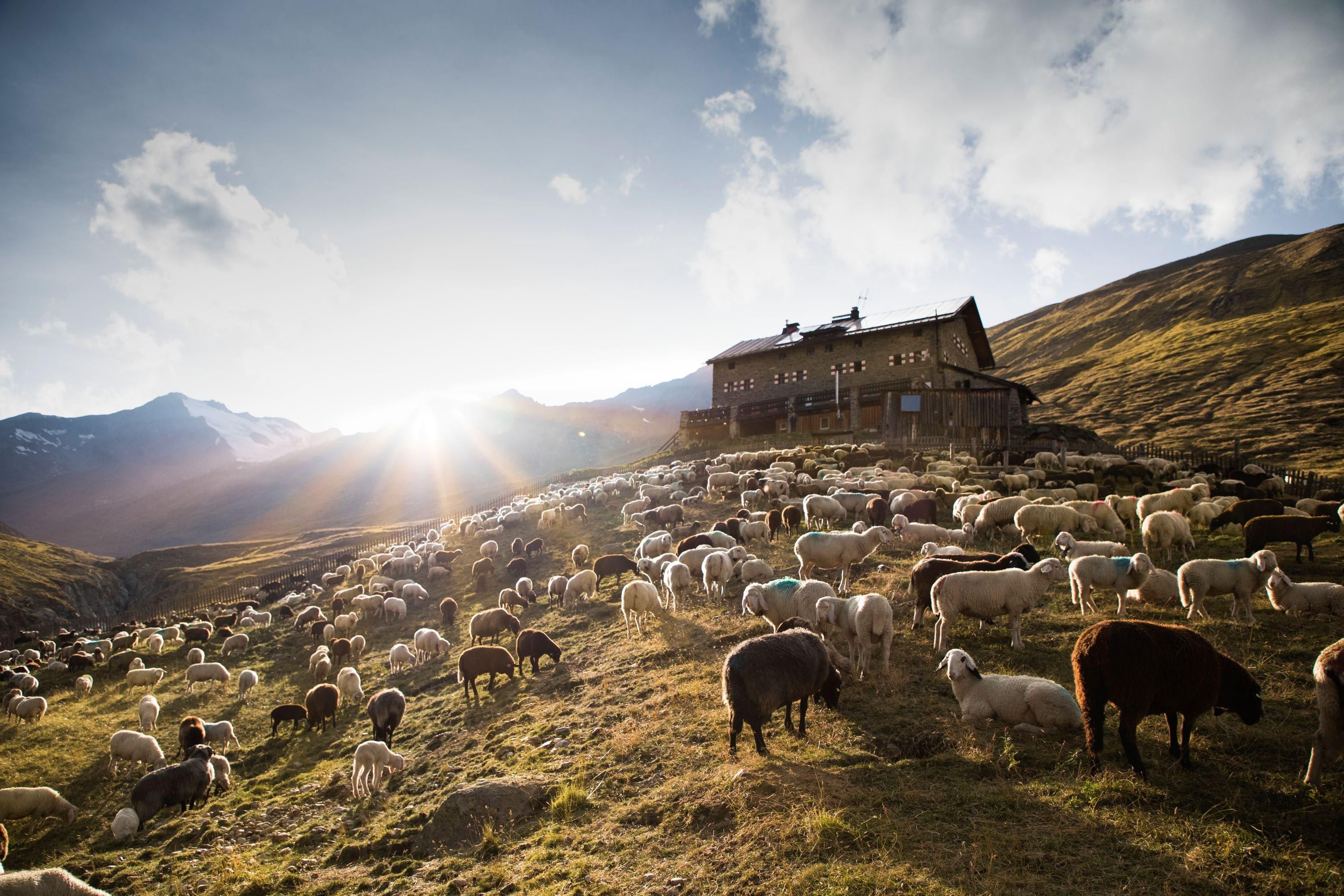 Martin Busch Schafübertrieb