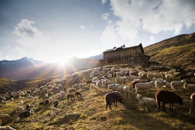 Martin Busch Schafübertrieb Martin Busch Schafübertrieb