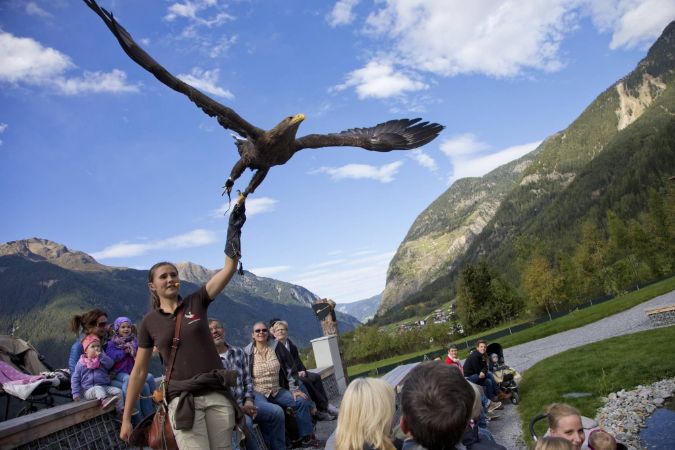 Greifvogelpark Flugvorführung