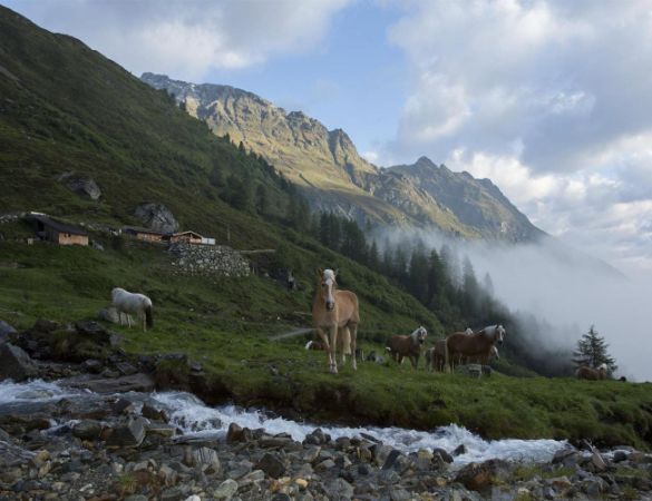 Pferde - © unbekannt, Polltal Alm, C Copyright - alle Rechte vorbehalten Pferde - © unbekannt, Polltal Alm, C Copyright - alle Rechte vorbehalten