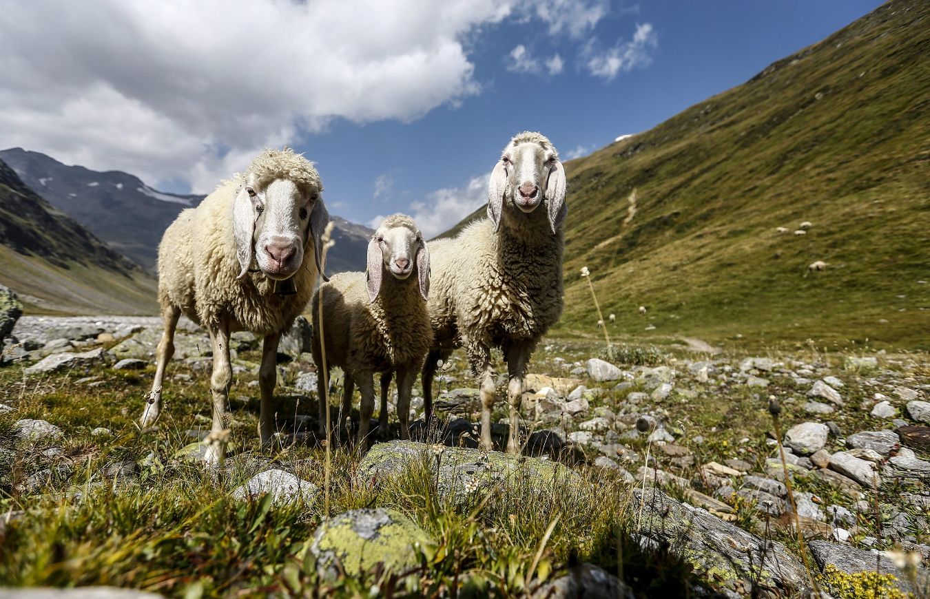 Ötztal Schafe