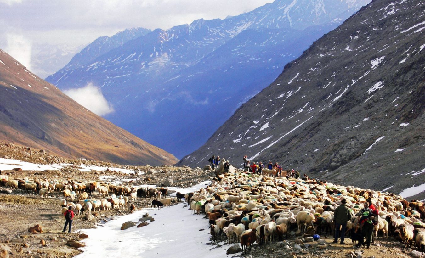 Hirten & Herde am Fuße des Similaunferners © Dagmar Gehm