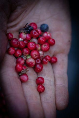 Ötztal, Sölden, Granten, Preiselbeeren, Sommer