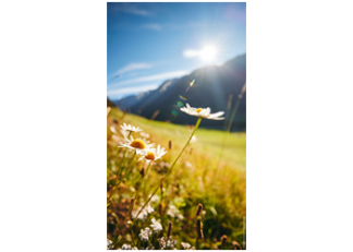 Wallpaper Am Bergmahderweg