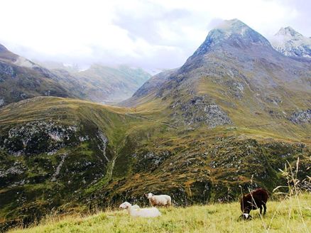 Natur, Berge, Schafe