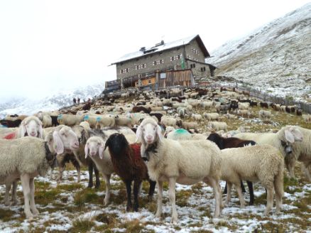 Vor dem Aufbruch: Schafe bei der Martin-Busch-Hütte © Dagmar Gehm