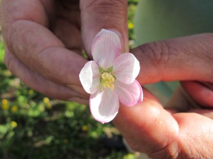 Apple Road Flower Haiming Summer