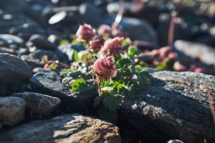 Gebirgsblumen Sölden Mooserstegle Wandern