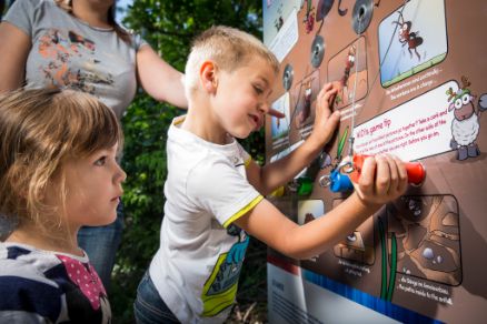 Magical Forest Sautens