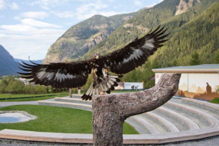 Umhausen Greifvogelpark Adler Sommer