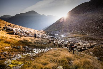 Weg der Schafe gen Süden