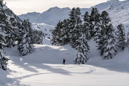 Pine Stone Forest Winter Gurgl Ski Mountaineering Tour