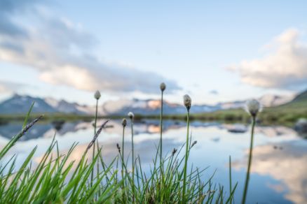 Ötztal, Obergurgl, Seenplatte, Nature, Mood, Summer