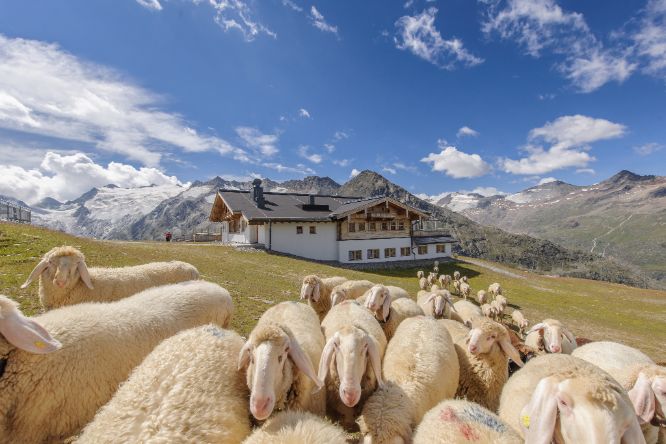 Break-outs at over 2600 m in company with animals